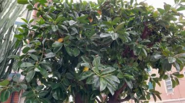 Halkın bahçesindeki Ficus elastica ağacı bulutlu bir günde