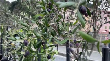 Bulutlu bir günde olgun mor meyvelerle dolu zeytin dalları