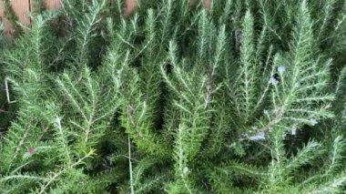 Biberiye çalılıkları, bulutlu havada üst manzara