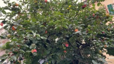 Yeşil yapraklı ve olgun meyveli Diospyros kaki ağacı