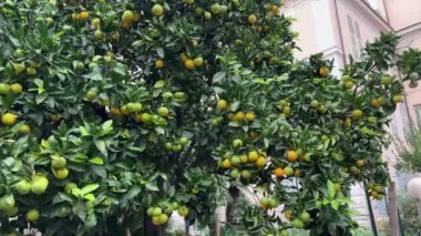 Binalara yağan yağmurdan sonra olgunlaşan meyvelerle mandalina ağacı