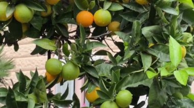 Binalara yağan yağmurdan sonra olgunlaşan meyvelerle mandalina ağacı