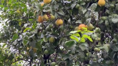 Olgun ve olgunlaşmamış meyveli limon ağacının bir parçası