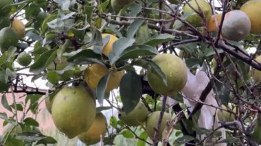 Olgun ve olgunlaşmamış meyveli limon ağacının bir parçası