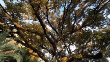 Halka açık bahçede gün batımında yaşlı Ficus elastica ağacı