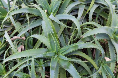 Süslü Aloe ağaç kesimlerinin dallarında yapraklar, ayrıca şamdan aloe olarak da bilinir, açık havada, bulutlu bir günde.