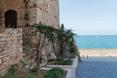 Aloe barberae 'nin iki süs ağacı, eski bir binanın taş duvarının yanında, deniz kenarındaki gezinti alanında diğer sulugözlere karşı büyüyor.