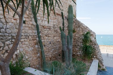 Echinopsis cinsinin farklı süslemeli genç kaktüsleri, deniz kenarındaki bir gezinti alanındaki diğer sulu suların arasında antik bir binanın taş duvarının yanında yetişiyor.