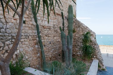 Different ornamental young columnar cacti of the genus Echinopsis growing near the stone wall of an ancient building among the other succulents on a seaside promenade clipart