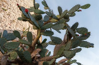 Dikenli yapraklara benzeyen dikenli kaktüslerin ağaçsı kökleri, temiz gökyüzüne ve antik taş kuleye karşı, yakın plan.