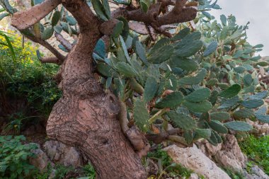 Old prickly pear cactus with thick tree-like trunk on a foreground and flattened prickled leaflike stems in shade clipart