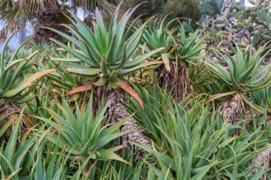 Süslü ağaçlar, diğer astropikal bitkilere karşı şamdan aloesi olarak da bilinen Aloe ağaç kesimleri, sonbahar sabahında yakın plan çekimler yaparlar.
