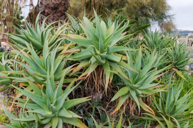 Aloe ağaçlarının küçük çalılıkları, aynı zamanda şamdan aloe olarak da bilinir, sonbahar sabahı açık havada diğer subtropikal bitkilere karşı.