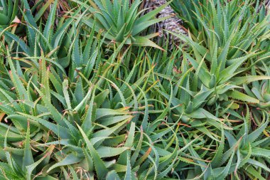 Leaves on branches tops of ornamental Aloe arborescens, also known as candelabra aloe, outdoors in overcast day clipart