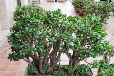 Yeşim bitkisi olarak da bilinen Crassula ovata bitkisi ya da büyük bir saksıda büyüyen para ağacı bulutlu bir günde kaldırımda duruyor.