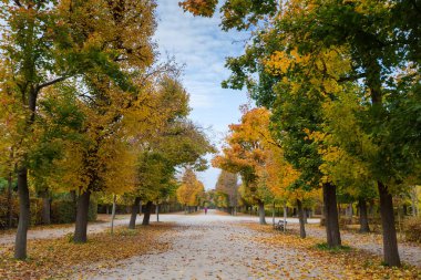 Parkın içinde geniş bir patika ve her iki tarafında sonbahar yaprakları olan yaprak döken ağaçlar. Bulutlu bir günde tek başına koşan kişi.