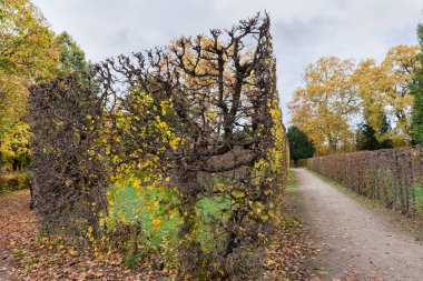 Yaprakları kısmen dökülmüş küçük yapraklardan oluşan çitler sonbahar parkındaki toprak geçitlerin yanında bulutlu bir günde.
