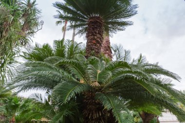 Diğer palmiye türlerine karşı Sago palmiye ve kamu bahçesinde bulutlu gökyüzü, bulutlu bir günde aşağıdan yukarı manzara