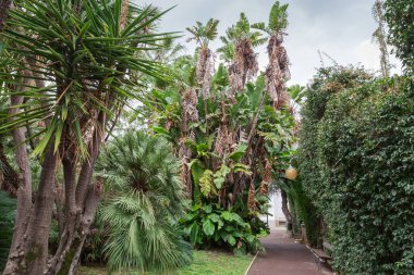 Yucca ağacı, palmiyeler, muz bitkileri ve diğer tropikal bitkiler bulutlu gökyüzüne karşı bulutlu bir bahçede bulutlu bir günde