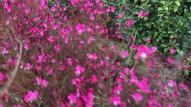 Bulutlu bir günde çiçek tarhında çiçek açan pembe bir gaura.