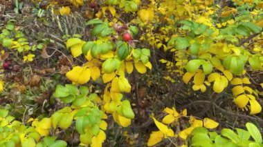 Bulutlu havada kırmızı gül kalçalı köpek gülü çalısı