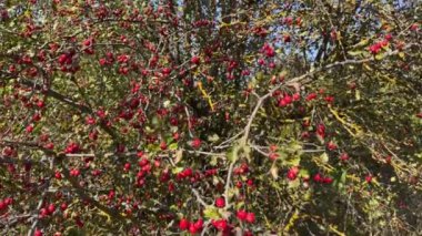 Güneşli bir günde olgun meyveleri olan eski bir diken ağacı.