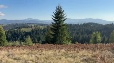 Karpatlar 'da çayırları ve ormanları olan dağ yamaçları, panoramik manzara