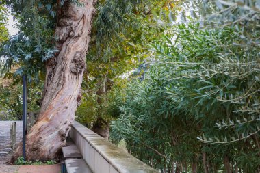 Old ornamental tree eucalypt, also known as manna gum growing in a public garden next the stone parapet on the Mediterranean region, view in autumn overcast day clipart