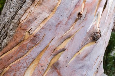 Fragment of the lower pat of trunk of old eucalypt with layer of the exposed a new fresh bark and layers of died bark, which is shed in ribbons, view in autumn overcast day clipart