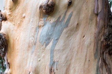 Eski okaliptüs gövdesinin parçası yeni kabuk katmanlarıyla donuk kabuk katmanları, sonbahar bulutlu günlerinde yakın çekim