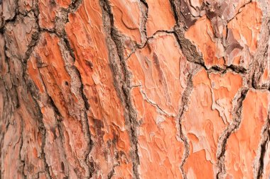 Eski taş çam ağacının bir parçası, İtalyan çamı olarak da bilinir, akşam ışığında sert çatırdayan kabuğuyla.