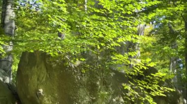 Sonbahar güneşli bir günde kayalık çıkıntılı kayalıklı dağ ormanları