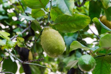 Olgunlaşmamış limon meyvesi, bulutlu bir sabahta bir limon dalına asılan yağmurdan sonra su damlalarıyla kaplı.