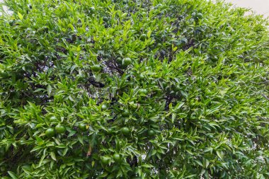 Tomurcuklanmış yeşil meyveler içeren mandalina ağacının bir parçası.