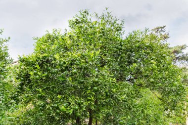 Mandalina ağacının tepesinde bulutlu bir günde olgunlaşan yeşil meyvelerle bulutlu gökyüzüne karşı alt manzara.
