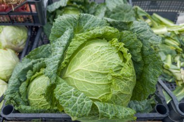 Plastik sebze konteynırındaki Savoy lahanasının tamamı kapalı yağmurlu bir günde açık bir sebze pazarında satılmaya hazır.