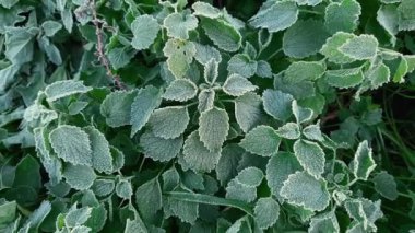 Beyaz, ölü, ısırgan otlarının üst görünümü, kırağı kaplamış.