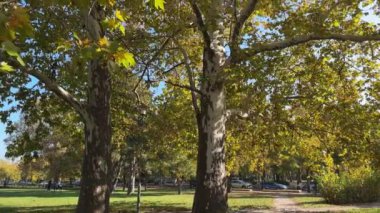 Sonbahar parkında güneşli bir günde eski platanus ağaçları