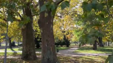 Sonbahar parkında güneşli bir günde eski platanus ağaçları