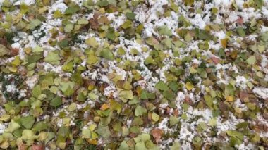 İnce erimiş kar tabakasında düşen kavak yaprakları.