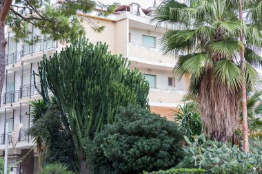 Euphorbia Ingens 'in büyük çalıları, aynı zamanda şamdan ağacı olarak da bilinir, ya da bulutlu bir günde kamu bahçesindeki diğer bitkiler arasında çok katlı binalara karşı dev süt çalıları.