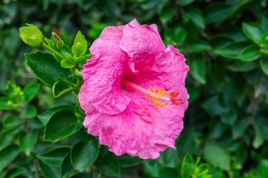 Pink flower of Hibiscus rosa-sinensis, also known as China rose, or Hawaiian hibiscus on a dark blurred background of hibiscus bush in overcast weather close-up clipart