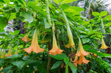 Brugmanya 'nın çalıları, Brezilya' nın melek trompeti olarak da bilinir. Boru şeklinde çiçekleri, turuncu rengi, bulutlu havalarda çiğ taneleriyle kaplıdır.