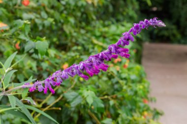 Branch of Salvia leucantha, also known as Mexican bush sage with purple flowers covered with dew on a blurred background at overcast rainy weather clipart