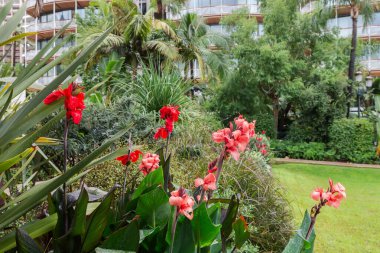 Çiçek açan süslü çalılar kırmızı çiçekler ve yeşil ve mor yeşil yapraklar ile indica halk bahçesinde çiğ ile kaplı bulutlu bir günde