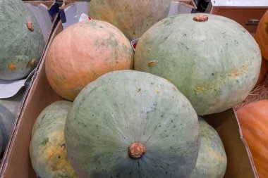 Small whole round pale green and yellow ripe squashes in the cardboard boxes for sale in a vegetable market outdoors, view close-up in selective focus clipart