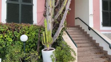 Euphorbia Ingens ya da Candelabra ağacı iki katlı binaya karşı.