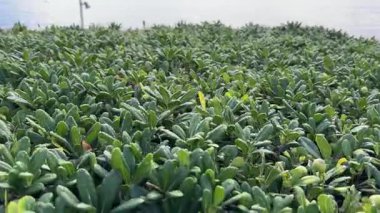 Pittosporum Tobira 'nın budanmış çalıları yakın planda.