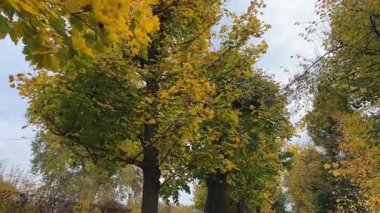 Sonbahar bulutlu bir günde yaprak döken ağaçlarla dolu parkta.