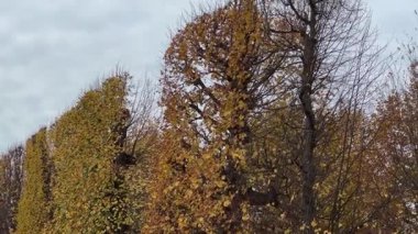Sonbahar parkında budanmış yüksek yapraklı ağaçlar.